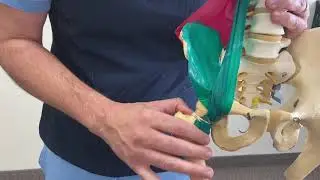 Explaining how a tight psoas can effect all hip/pelvic muscle function