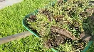 DIY: Grass Transplant to Bare Area pt.1
