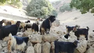 These hardworking nomads are going to the water #Rizak # in the village #Malek Shir #