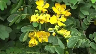 An update on my neighbor's senna bush, host plant for the Orange-Barred Sulphur 11-4-18!
