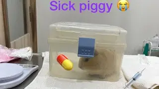 My guinea pig got sick | Vet visits #Common eye disease