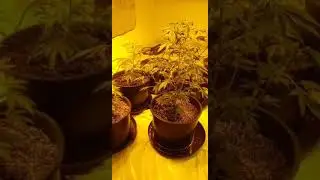3 week afghan skywalker brucebanner ultimate indica