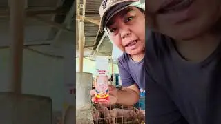 GIVING Tiki-Tiki sa PiGlets at kunting information sa Babuyan...