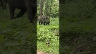 jungle Safari #wild #wildlife #junglesafari #elephant