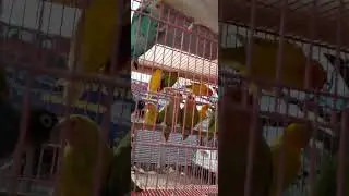 Bird 🐦 🦜 🦚 Shop in Ranchi in low price all Birds are available #2023 #cuteparrot #lowprice #best