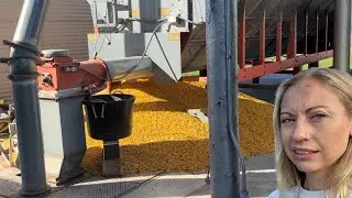 Огромная куча кукурузы, которую нужно убрать (снова), 19-й день сбора урожая