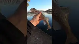 Couple saugers #pittsburgh #sauger #fishing #Fall
