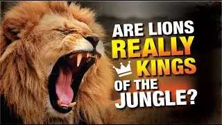 Lion: The Majestic King of the Savannah | Wild Animal Facts