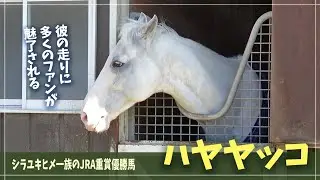 【ハヤヤッコ】ホースパークに暮らす白毛アイドルの、ほがらかで幸せな日常