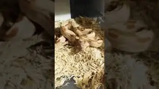 Super Paraglow Boa Morph Boa constrictor Snake