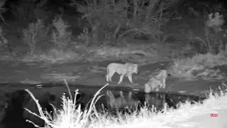 Two male lions march together. Simbavati:  Sep 1 2025,  5:05 AM SAST, africam.com