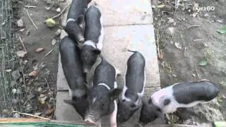 Genetically engineered micro pigs will set you back $1,600