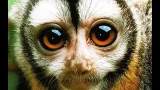 Save animals - Nocturnal Monkey