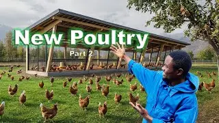 Starting a new Layer CHICKEN Poultry: Biosecurity & Hygiene Explained (Part 2)