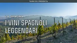 L'Unico di Vega Sicilia e gli altri vini spagnoli leggendari | Tannico Flying School