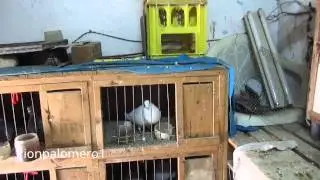 Palomas del Zurdo.