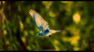 ♪「Over the Rainbow」電影《綠野仙蹤》「彩虹之上」~虹の彼方に 🎹  Martin Ermen(Piano version)