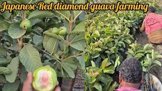 Japanese Red diamond guava plant available original varieties contact number 9635449080