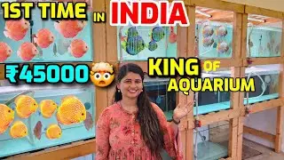 King of aquarium Fish💥 Biggest farm in Tamilnadu ‼️Showgrade imported Discuss 😱🤯