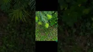 GCam 8.8 , Zoom , SmartScreenRecord