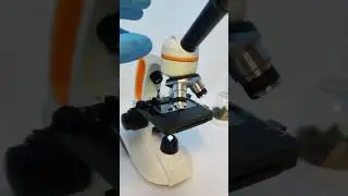 Exploring the Microscopic World of Toilet Water!