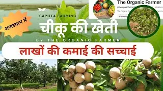 क्या चीकू की खेती सच में लाभदायक है | Chiku Farming in Rajasthan