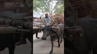We cross the rice fields by buffalo cart #buffalo #cart