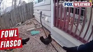 Watch: Colorado Sheriff's Deputy Wrangles Chicken Loose In Neighborhood