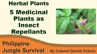 5 Herbal Plants as Insect Repellants (Philippine Plants, Philippine Trees)