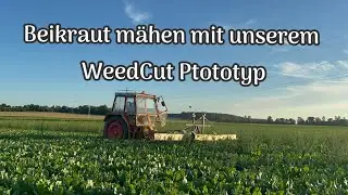 Beikraut abmähen in Zuckerrüben mit unserem WeedCut Prototyp am Fendt GT