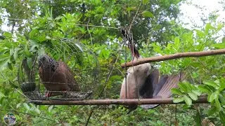 New Style Trap - Amazing Dove Trap - Quick Bird Trap
