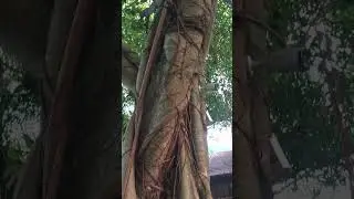 Balete tree #balete #tree #nature #shorts