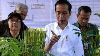 Ini dia Vetiver, Rumput Pencegah Bencana Longsor dan Erosi