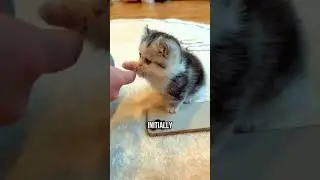 🐱❤️How to Make Your Kitten Trust You Quickly