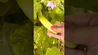1st Vlog - Tour of my vegetable farm #vlog #farm #farming #gaon #farmlife #gaonkizindagi #viral