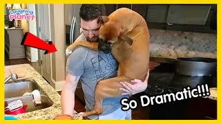 🐕🎬Overdramatic Dogs Who Deserve An Oscar😁Funny Dog Videos