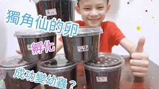 獨角仙幼蟲孵化