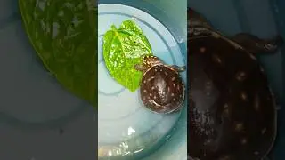 😍tartel tortoise eating leaf asmr #shorts #shortvideo #youtubeshorts @Pet-lover183