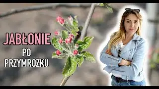 Vlog #sadowniczy #7 - Jabłonie po przymrozkach! Jak mocno uszkodziło pąki?