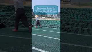 Seaweed farm in Busan, South Korea