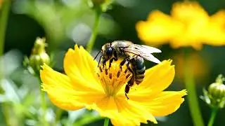 Serenity in Bloom 🌻 Relaxing Macro Nature Video with Bee & Flower Close-up