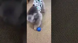 Smart Electronic Bouncing Ball Toy for Pets &ndash; USB Rechargeable, Interactive Play