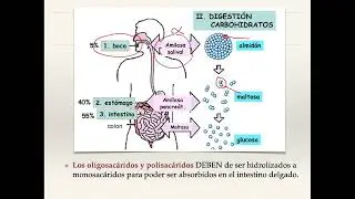 Análisis de fibra cruda en alimentos