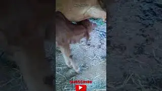 New born calf Nursing | Mother feed | Country calf and cow | கன்னுகுட்டிக்கு பால் குடிக்கும் காட்சி