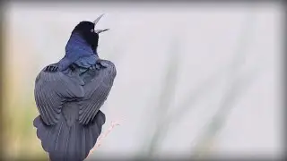 Boat-tailed Grackle (Quiscalus major)