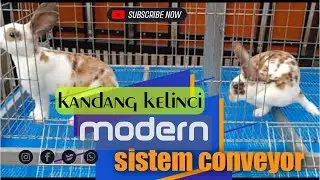 kandang kelinci modern sistem conveyor