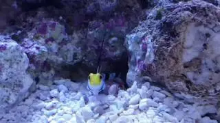 Stonogobiops Nematodes & Alpheus Randalli in Mountain Reef