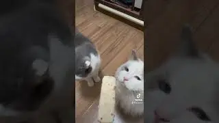 Feline Foodies Alert! 🍦 Watch my Ragdoll and British Shorthair's adorable reactions to ice cream!