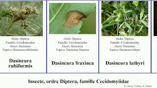 Insecte, ordre Diptera, famille Cecidomyiidae dasineura destructor tritici urticae papaveris Whole