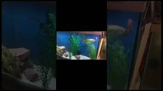 Goldfish JUMPS out of AQUARIUM